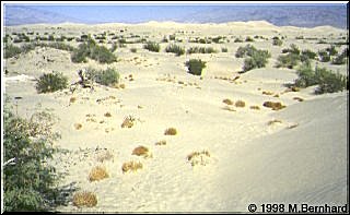 Sanddünen im Death Valley