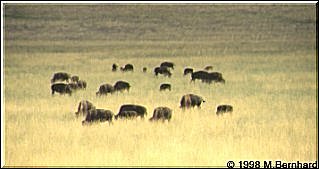 Bisons im Dixie National Forrest