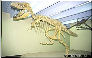 T-Rex im Museum von Blanding
