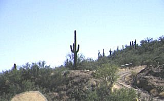 Hände-Hoch-Kaktus